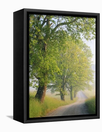 Fog Covered Road, Cades Cove, Great Smoky Mountains National Park, Tennessee, USA-Adam Jones-Framed Premier Image Canvas