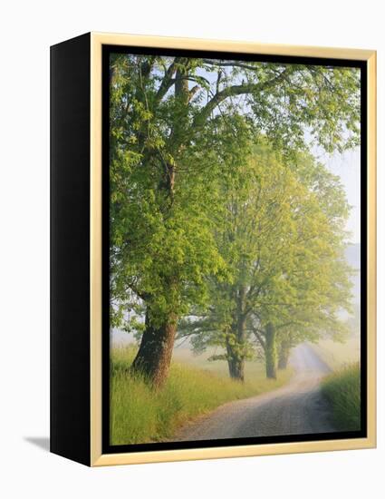 Fog Covered Road, Cades Cove, Great Smoky Mountains National Park, Tennessee, USA-Adam Jones-Framed Premier Image Canvas