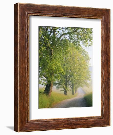 Fog Covered Road, Cades Cove, Great Smoky Mountains National Park, Tennessee, USA-Adam Jones-Framed Photographic Print