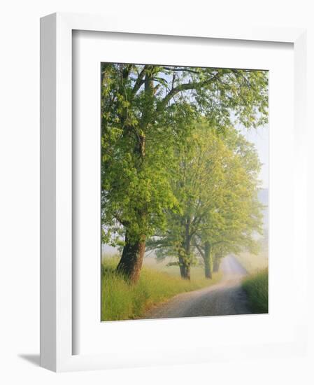 Fog Covered Road, Cades Cove, Great Smoky Mountains National Park, Tennessee, USA-Adam Jones-Framed Photographic Print