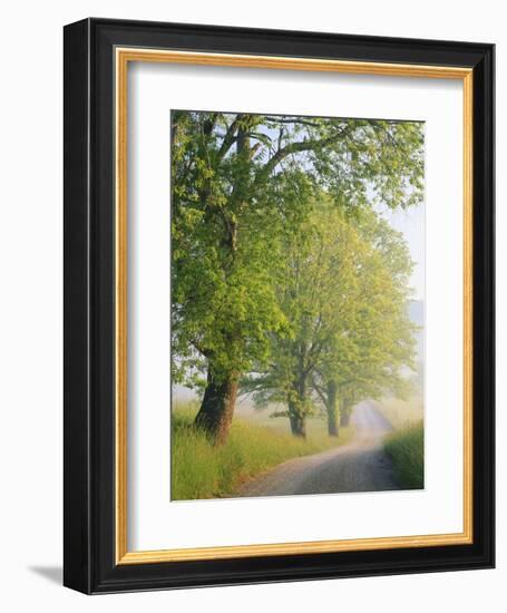 Fog Covered Road, Cades Cove, Great Smoky Mountains National Park, Tennessee, USA-Adam Jones-Framed Photographic Print