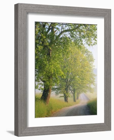 Fog Covered Road, Cades Cove, Great Smoky Mountains National Park, Tennessee, USA-Adam Jones-Framed Photographic Print