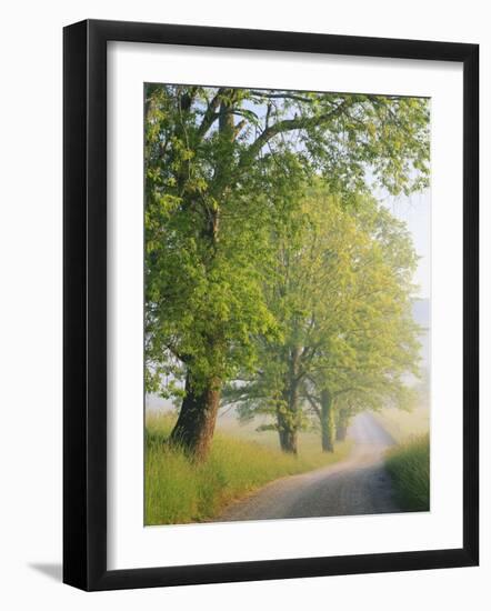 Fog Covered Road, Cades Cove, Great Smoky Mountains National Park, Tennessee, USA-Adam Jones-Framed Photographic Print