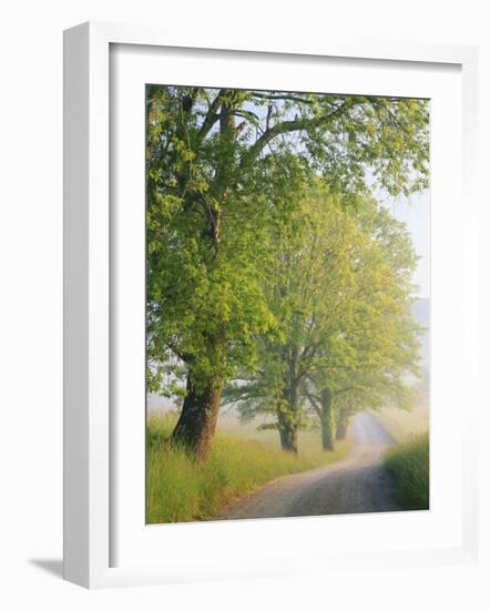 Fog Covered Road, Cades Cove, Great Smoky Mountains National Park, Tennessee, USA-Adam Jones-Framed Photographic Print
