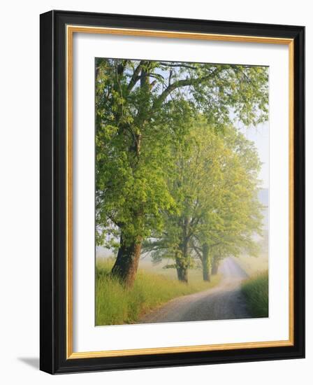 Fog Covered Road, Cades Cove, Great Smoky Mountains National Park, Tennessee, USA-Adam Jones-Framed Photographic Print