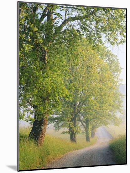 Fog Covered Road Through Landscape, Cades Cove, Great Smoky Mountains National Park, Tennessee, USA-Adam Jones-Mounted Photographic Print