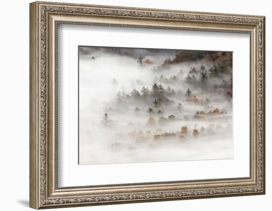 Fog filled valley at sunrise, Blue Ridge Parkway, Brevard, North Carolina-Adam Jones-Framed Photographic Print