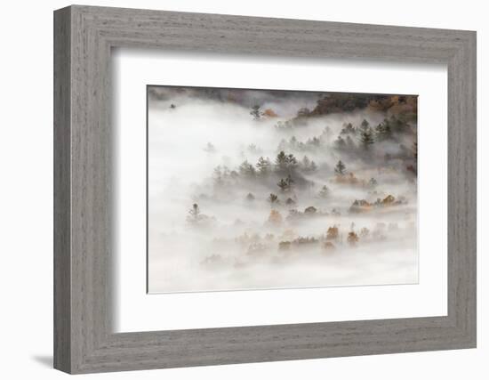 Fog filled valley at sunrise, Blue Ridge Parkway, Brevard, North Carolina-Adam Jones-Framed Photographic Print