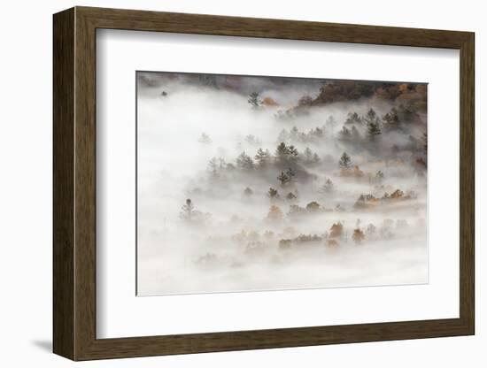 Fog filled valley at sunrise, Blue Ridge Parkway, Brevard, North Carolina-Adam Jones-Framed Photographic Print