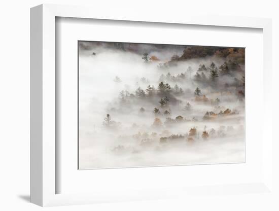 Fog filled valley at sunrise, Blue Ridge Parkway, Brevard, North Carolina-Adam Jones-Framed Photographic Print