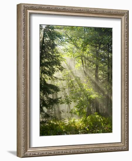 Fog Glowing Thru Trees in Pennsylvania after Rain Storm-James Shive-Framed Photographic Print