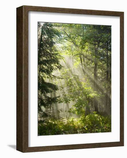 Fog Glowing Thru Trees in Pennsylvania after Rain Storm-James Shive-Framed Photographic Print