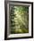 Fog Glowing Thru Trees in Pennsylvania after Rain Storm-James Shive-Framed Photographic Print