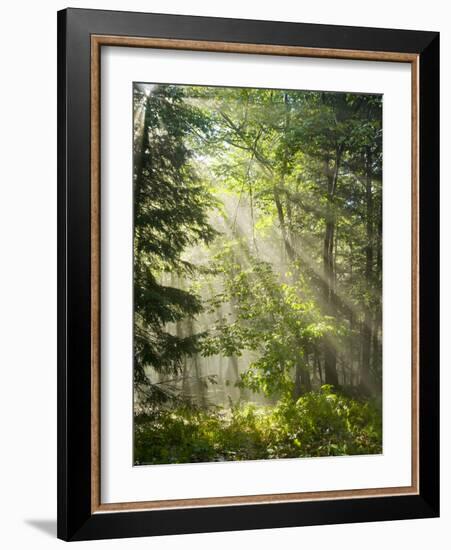 Fog Glowing Thru Trees in Pennsylvania after Rain Storm-James Shive-Framed Photographic Print