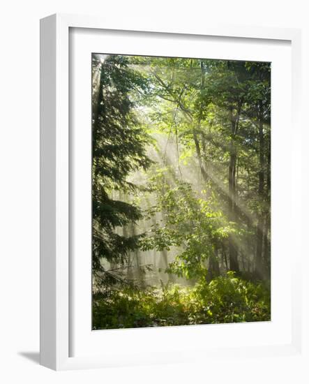 Fog Glowing Thru Trees in Pennsylvania after Rain Storm-James Shive-Framed Photographic Print