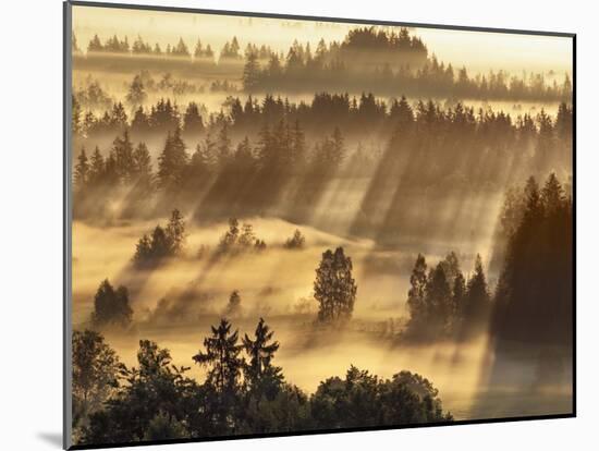 Fog impression at Sindelbachfilz, Bavaria, Germany-Frank Krahmer-Mounted Art Print