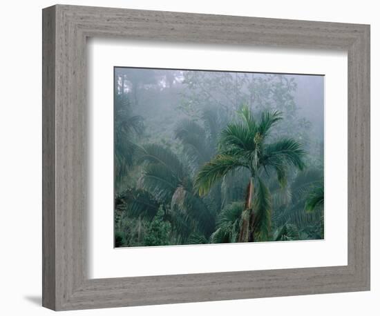 Fog in Cloud Forest, Wilson Botanical Gardens, Costa Rica-Cindy Miller Hopkins-Framed Photographic Print