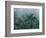 Fog in Cloud Forest, Wilson Botanical Gardens, Costa Rica-Cindy Miller Hopkins-Framed Photographic Print