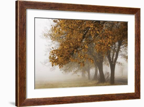 Fog in Fall-David Winston-Framed Giclee Print