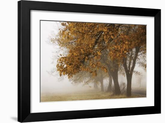 Fog in Fall-David Winston-Framed Giclee Print