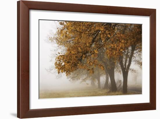 Fog in Fall-David Winston-Framed Giclee Print