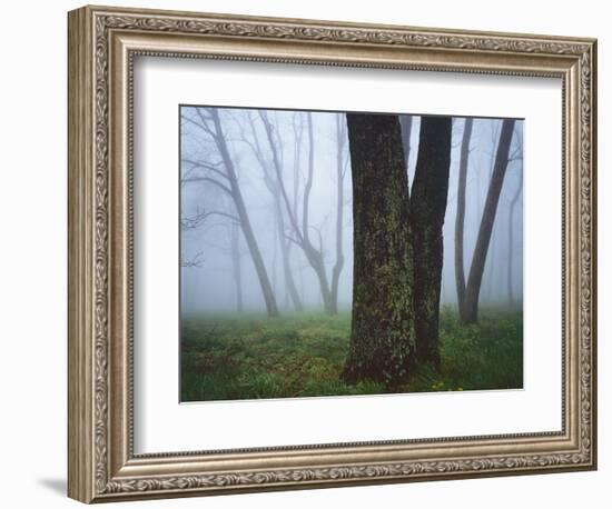 Fog in forest, Shenandoah National Park, Virginia, USA-Charles Gurche-Framed Photographic Print