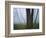 Fog in forest, Shenandoah National Park, Virginia, USA-Charles Gurche-Framed Photographic Print