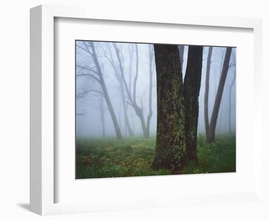 Fog in forest, Shenandoah National Park, Virginia, USA-Charles Gurche-Framed Photographic Print