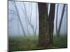 Fog in forest, Shenandoah National Park, Virginia, USA-Charles Gurche-Mounted Photographic Print