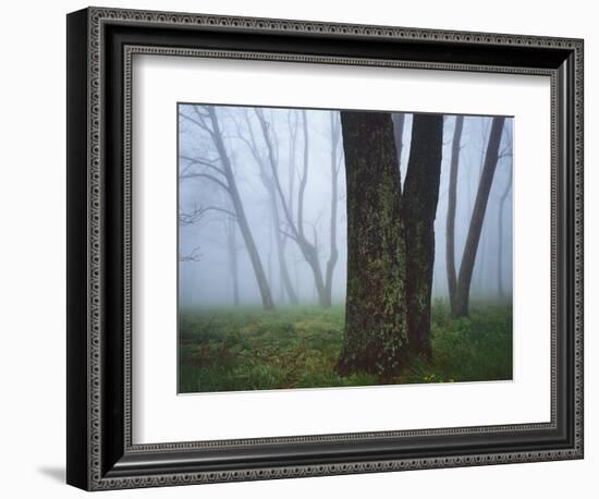 Fog in forest, Shenandoah National Park, Virginia, USA-Charles Gurche-Framed Photographic Print