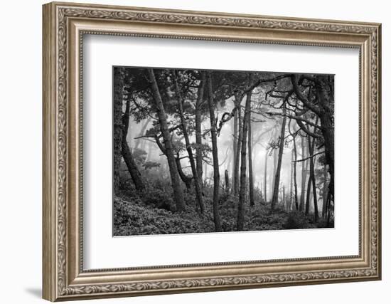 Fog in scenic forest at Point Reyes National Seashore, California, USA-Panoramic Images-Framed Photographic Print