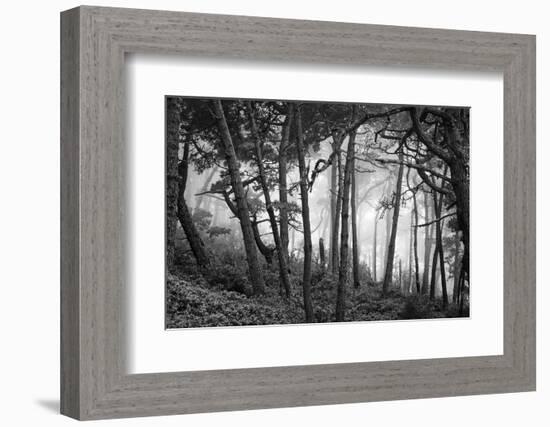 Fog in scenic forest at Point Reyes National Seashore, California, USA-Panoramic Images-Framed Photographic Print