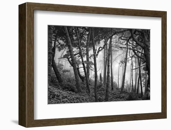 Fog in scenic forest at Point Reyes National Seashore, California, USA-Panoramic Images-Framed Photographic Print