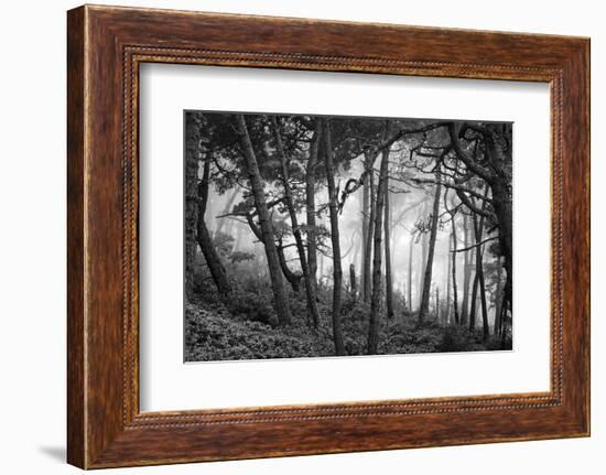 Fog in scenic forest at Point Reyes National Seashore, California, USA-Panoramic Images-Framed Photographic Print