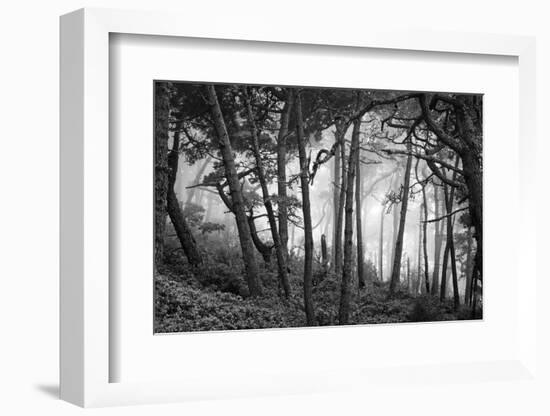 Fog in scenic forest at Point Reyes National Seashore, California, USA-Panoramic Images-Framed Photographic Print