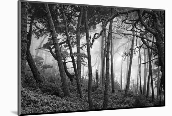 Fog in scenic forest at Point Reyes National Seashore, California, USA-Panoramic Images-Mounted Photographic Print