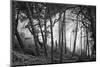 Fog in scenic forest at Point Reyes National Seashore, California, USA-Panoramic Images-Mounted Photographic Print