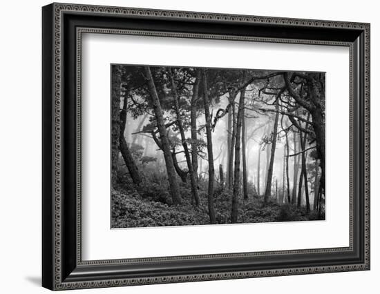 Fog in scenic forest at Point Reyes National Seashore, California, USA-Panoramic Images-Framed Photographic Print