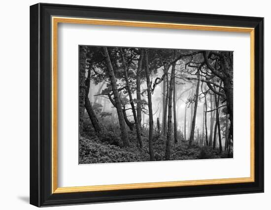 Fog in scenic forest at Point Reyes National Seashore, California, USA-Panoramic Images-Framed Photographic Print