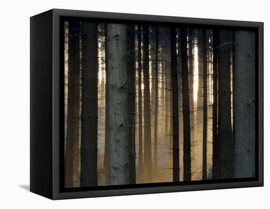 Fog in the Forest, Bielefeld, North Rhine-Westphalia, Germany-Thorsten Milse-Framed Premier Image Canvas