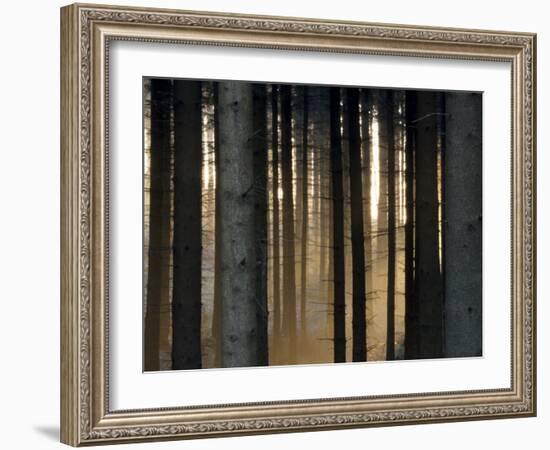 Fog in the Forest, Bielefeld, North Rhine-Westphalia, Germany-Thorsten Milse-Framed Photographic Print