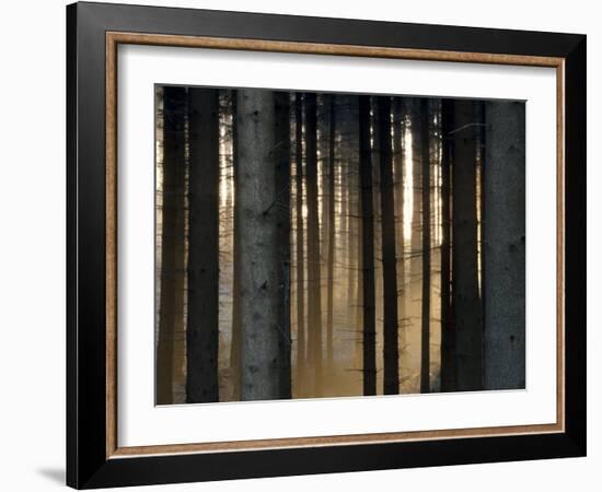 Fog in the Forest, Bielefeld, North Rhine-Westphalia, Germany-Thorsten Milse-Framed Photographic Print