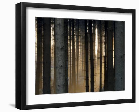 Fog in the Forest, Bielefeld, North Rhine-Westphalia, Germany-Thorsten Milse-Framed Photographic Print