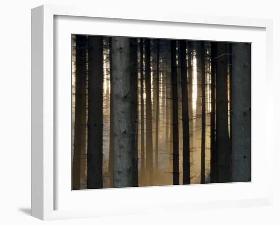 Fog in the Forest, Bielefeld, North Rhine-Westphalia, Germany-Thorsten Milse-Framed Photographic Print