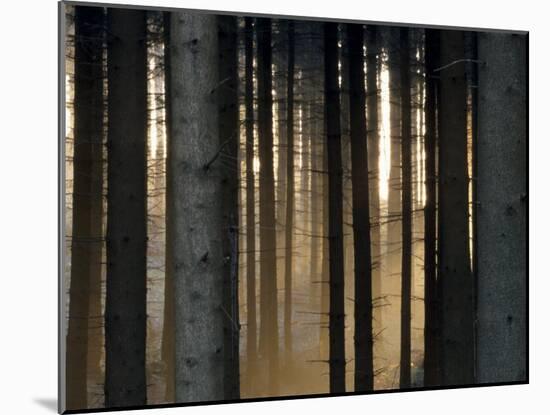 Fog in the Forest, Bielefeld, North Rhine-Westphalia, Germany-Thorsten Milse-Mounted Photographic Print