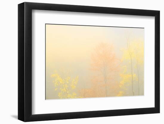 Fog in the forest of Bagni di Masino during autumn, Valmasino, Valtellina. Lombardy, Italy, Europe-Francesco Bergamaschi-Framed Photographic Print