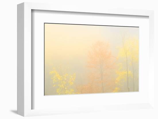 Fog in the forest of Bagni di Masino during autumn, Valmasino, Valtellina. Lombardy, Italy, Europe-Francesco Bergamaschi-Framed Photographic Print