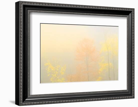 Fog in the forest of Bagni di Masino during autumn, Valmasino, Valtellina. Lombardy, Italy, Europe-Francesco Bergamaschi-Framed Photographic Print