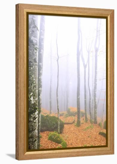 Fog in the forest of Bagni di Masino during autumn, Valmasino, Valtellina. Lombardy, Italy, Europe-Francesco Bergamaschi-Framed Premier Image Canvas