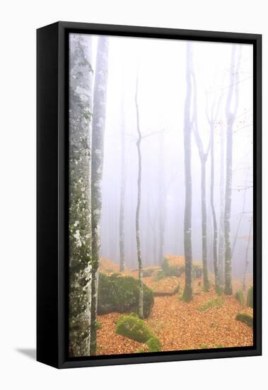 Fog in the forest of Bagni di Masino during autumn, Valmasino, Valtellina. Lombardy, Italy, Europe-Francesco Bergamaschi-Framed Premier Image Canvas